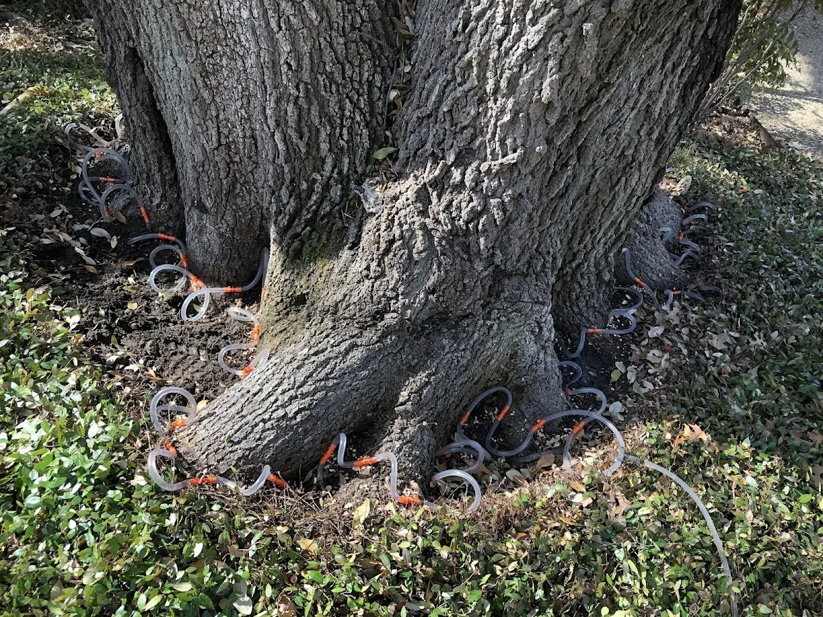 Detailed Tree Cabling and Bracing job site in Booker