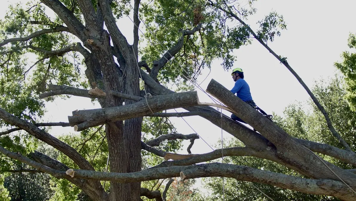 Professional Hazardous Tree Removal performed by certified arborists in Booker